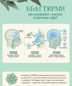 Liptus - grafika pokazująca efekt TRPM8 – eukaliptol i mentol dają uczucie świeżości i ulgi w oddychaniu