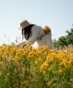 Wzmocniony Macerat Dziurawcowy Klaudyna Hebda zbiór świeżego dziurawca na letniej łące
