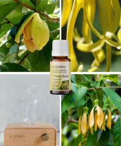 Olejek ylang ylang Klaudyna Hebda przedstawiony w kolażu z kwiatami cananga odorata oraz dyfuzorem w naturalnej, jasnej scenerii.