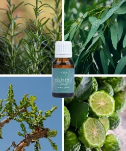 Olejek Mieszanka Skupienie Klaudyna Hebda przedstawiony na kolażu z rozmarynem, eukaliptusem, bergamotką i żywicznym drzewem.