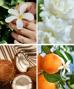 Grafika prezentująca nuty zapachowe perfum Flower Paradox – frangipani, jaśmin, kokos i neroli