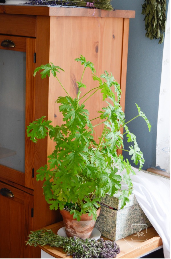 geranium