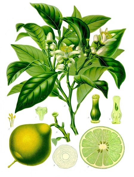 pomarancza-bergamotka
