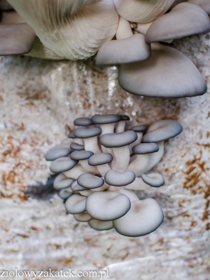 Boczniaki garażowa uprawa/hodowla grzybów) Klaudyna Hebda Blog