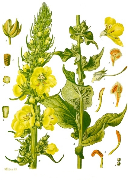 Verbascum_phlomoides_-_Köhler–s_Medizinal-Pflanzen-144