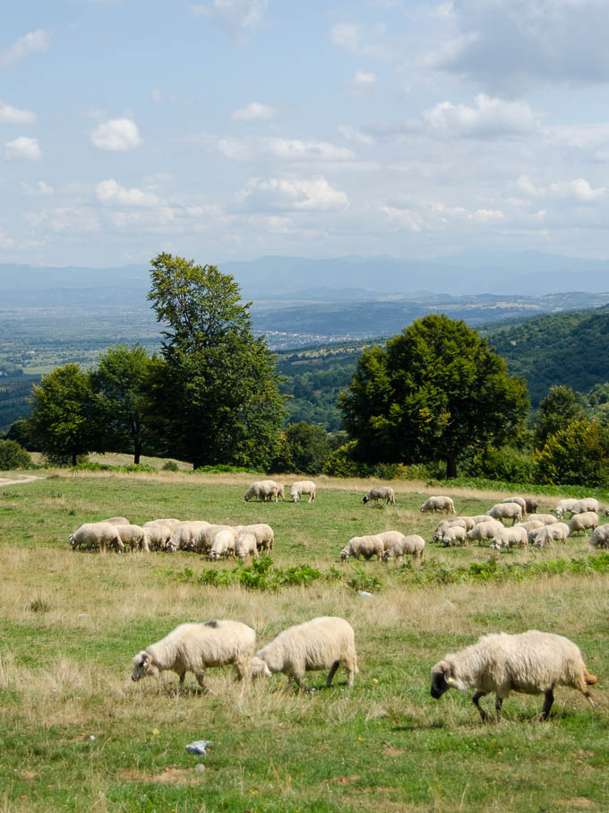 rumunskie-pastwiska (1 of 1)-7
