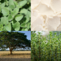 Balsam Lekki Oddech K. HEBDA Kolarz czterech zdjęć przedstawiający naturalne składniki balsamu Lekki Oddech dla dzieci: świeże liście oregano, gęste masło shea, rozłożyste drzewo oraz zielone gałązki tymianku.