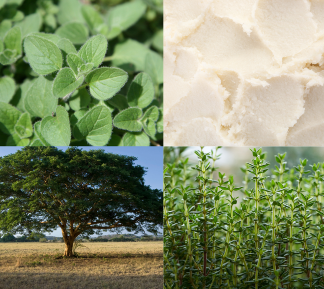 Balsam Lekki Oddech K. HEBDA Kolarz czterech zdjęć przedstawiający naturalne składniki balsamu Lekki Oddech dla dzieci: świeże liście oregano, gęste masło shea, rozłożyste drzewo oraz zielone gałązki tymianku.