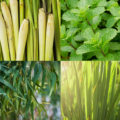 Kolaż lato bzz gości - trawa cytrynowa, mięta pieprzowa, eukaliptus cytrynowy, cytronella
