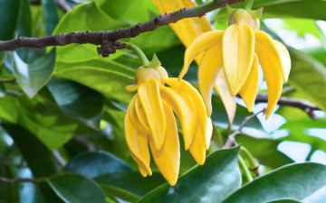 Żółte kwiaty ylang-ylang rosnące na drzewie wśród zielonych liści.