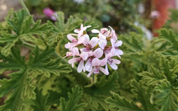 Różowe kwiaty i głęboko powcinane, zielone liście pelargonii pachnącej.