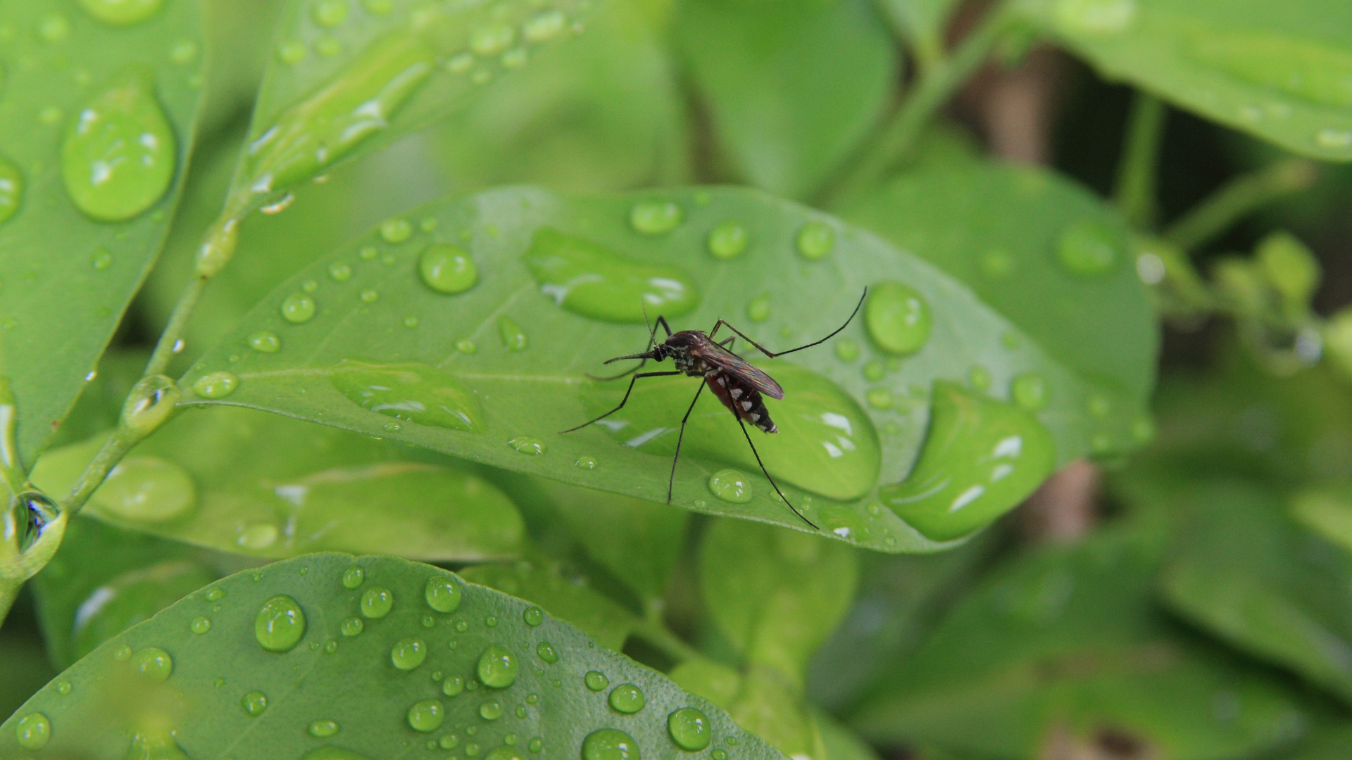 A biotech insect repellent, safe enough to eat