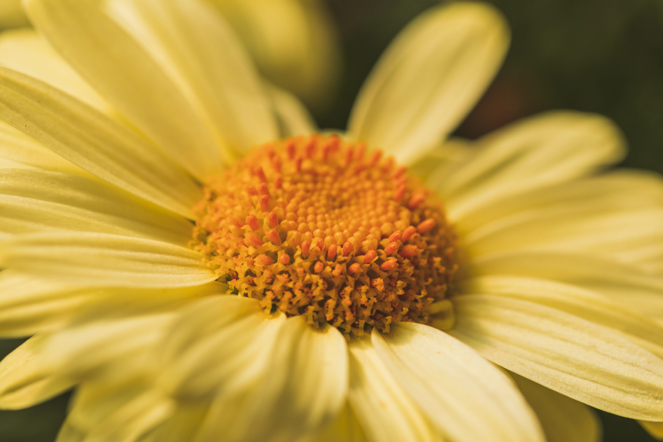 Kwiaty arniki górskiej (Arnica montana) – roślina wykorzystywana w maści arnikowej K. Hebda, bogate źródło naturalnego ekstraktu roślinnego.