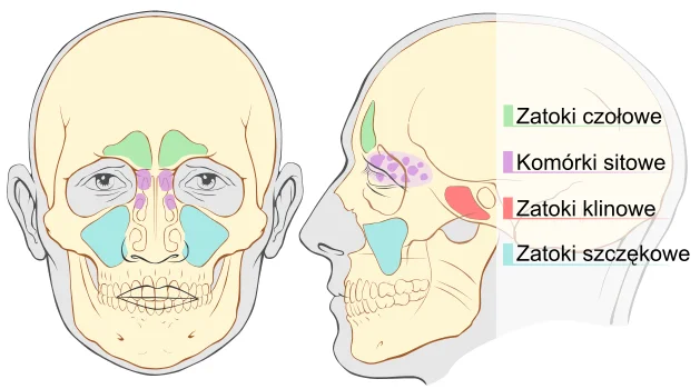 Zatoki nosowe - przekrój czaszki