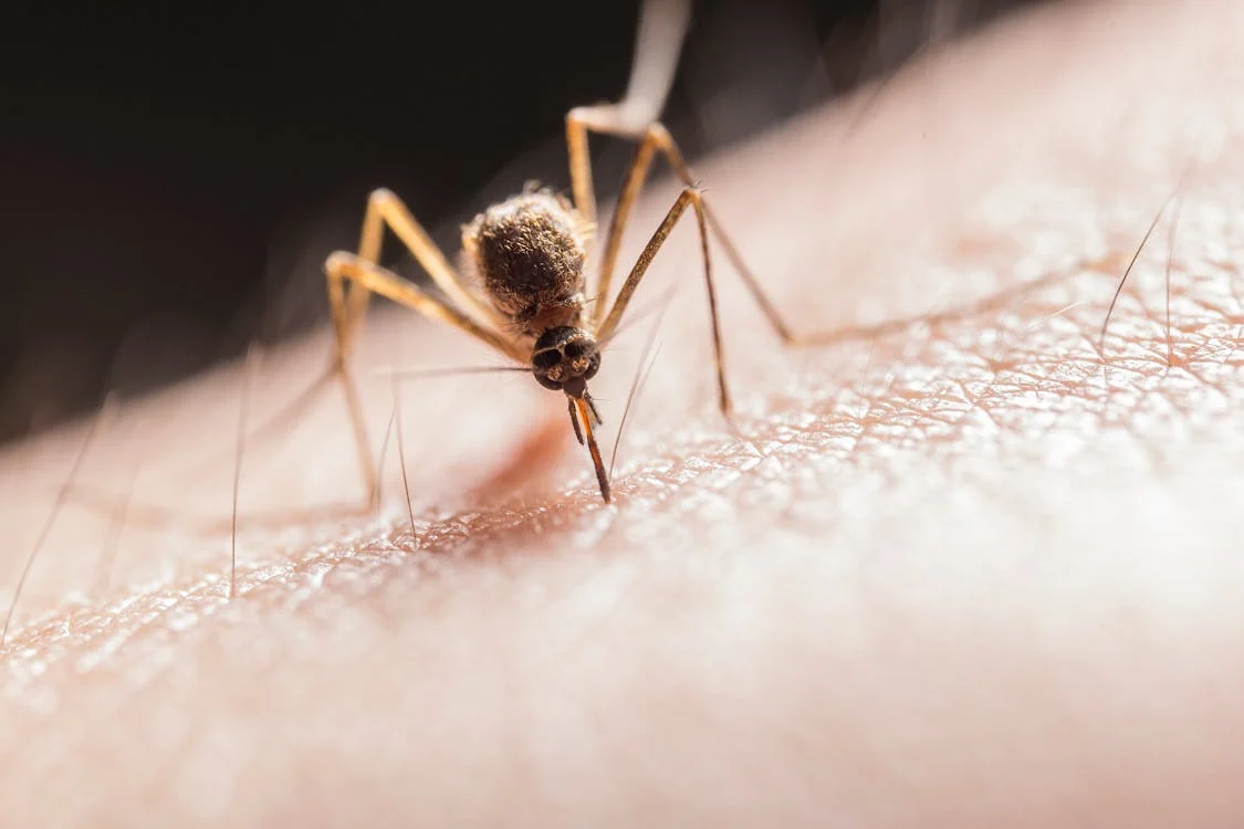 Kąsający komar na skórze