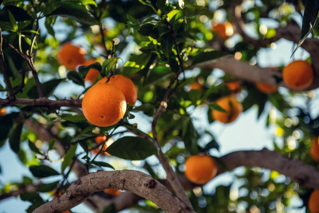 Pomarańcze na drzewie