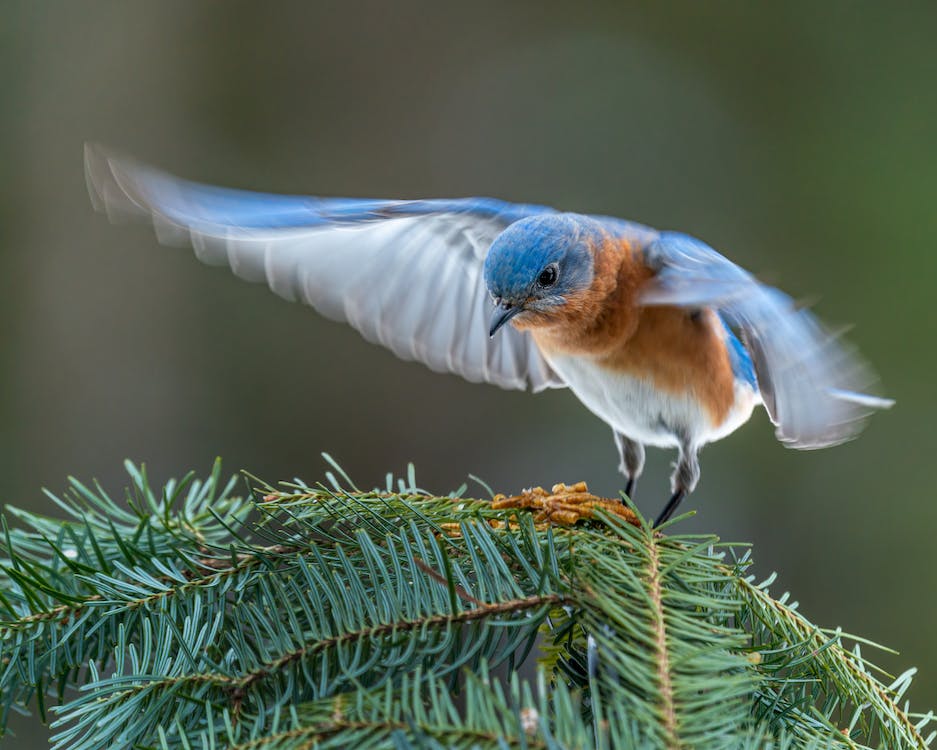 Śpiew ptaków odpręża i pobudza do działania, zwiększając koncentrację