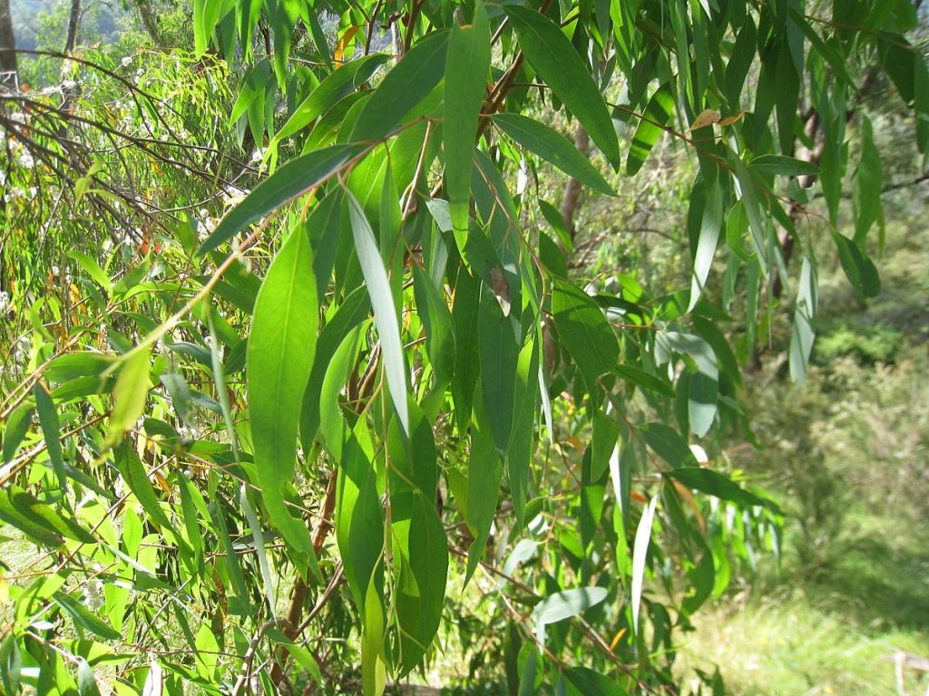 Eucalyptus radiata liście