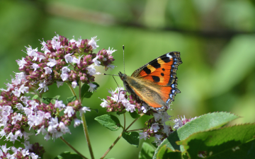 Motyl siedzący na drobnych, różowofioletowych kwiatach majeranku.