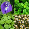 Aromatyczna herbatka Na dobry sen Klaudyna Hebda na tle ziół wspierających spokojną atmosferę i wieczorny relaks.