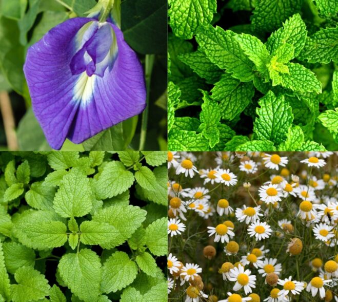 Aromatyczna herbatka Na dobry sen Klaudyna Hebda na tle ziół wspierających spokojną atmosferę i wieczorny relaks.