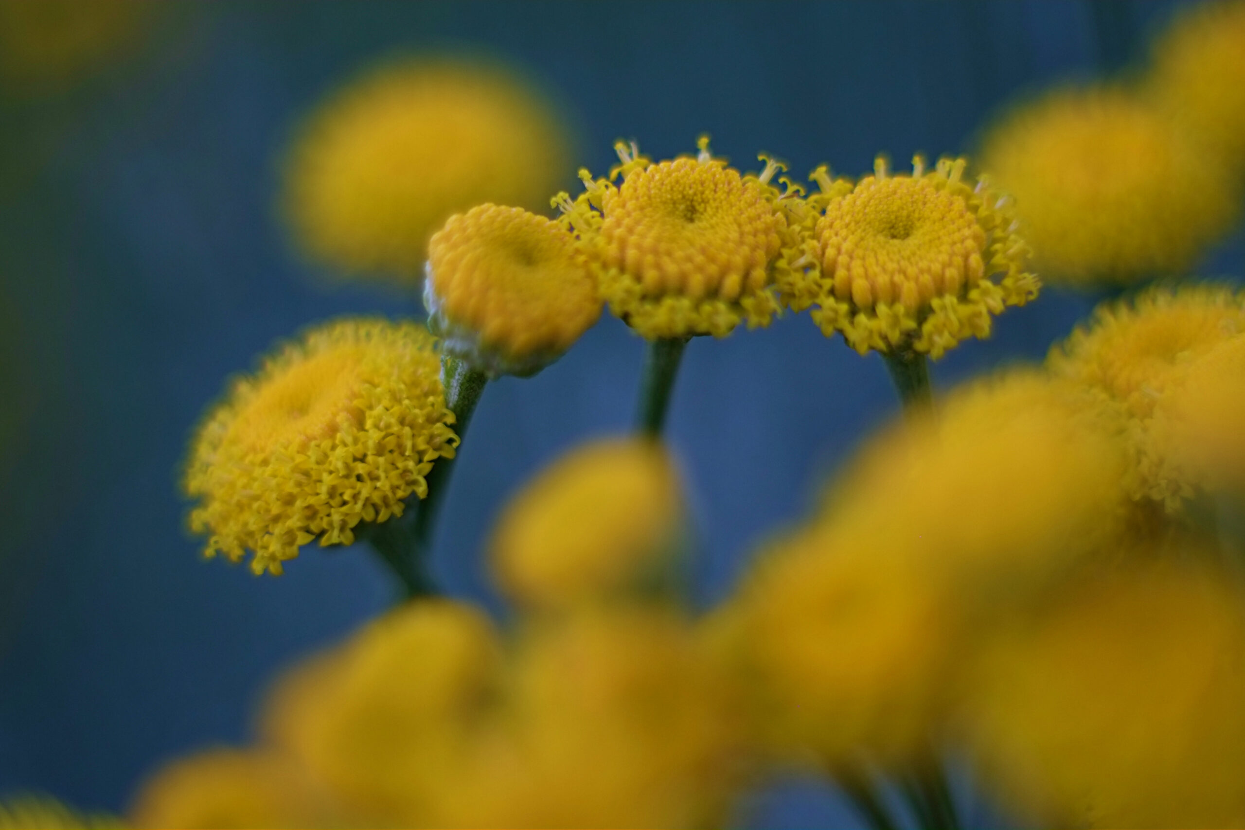 Kwiaty Blue Tansy (wrotyczu marokańskiego) w zbliżeniu – roślinny składnik wykorzystywany w roll-onie Blue Tansy do pielęgnacji skóry.