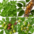 Naturalne składniki roll-onu Oregano PLUS: oregano, żywica copaiba, jojoba i witamina E.