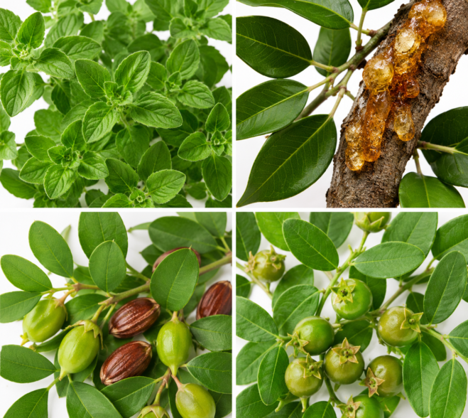 Naturalne składniki roll-onu Oregano PLUS: oregano, żywica copaiba, jojoba i witamina E.