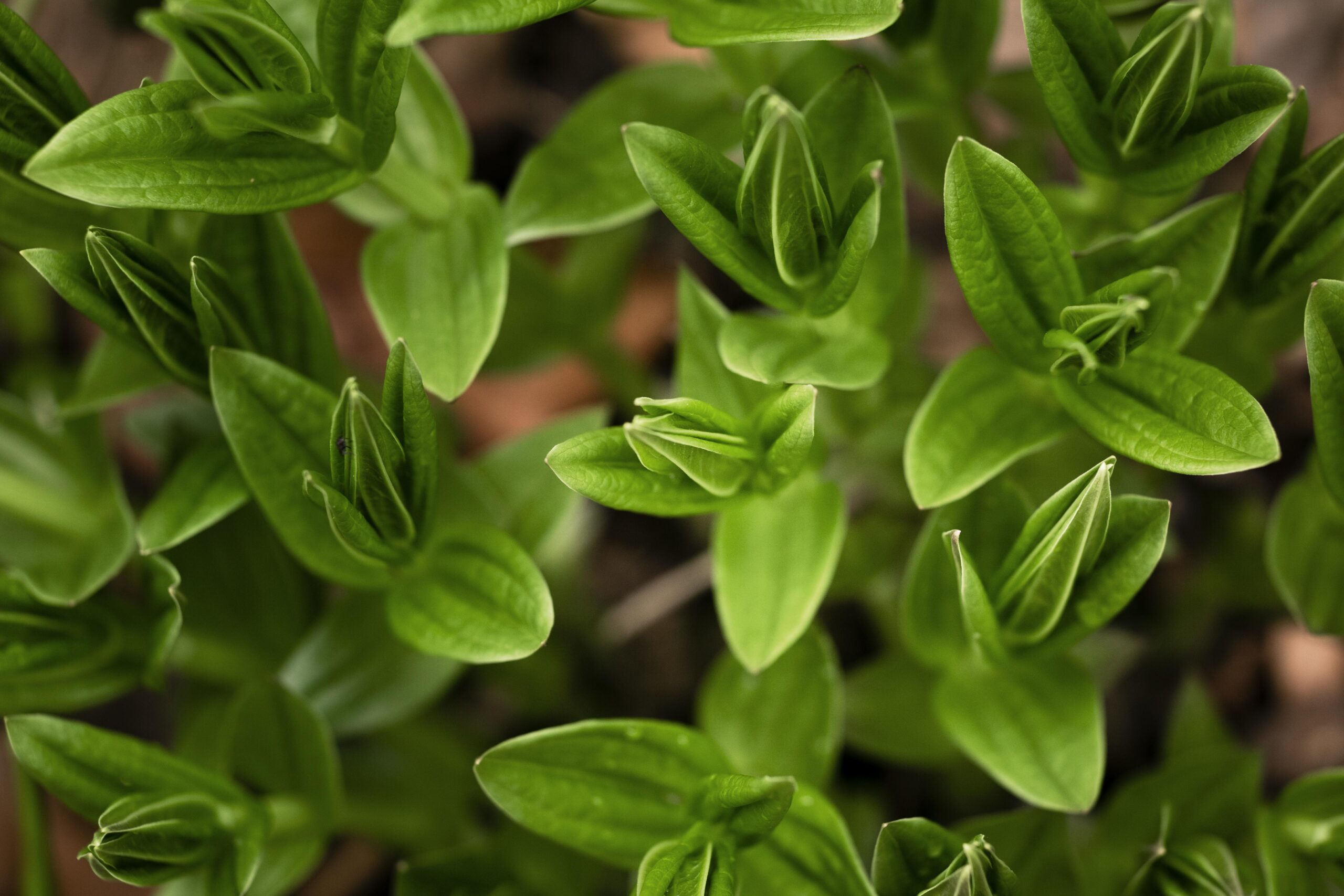 Świeże oregano (Origanum vulgare) w zbliżeniu, roślina o intensywnym ziołowym aromacie.
