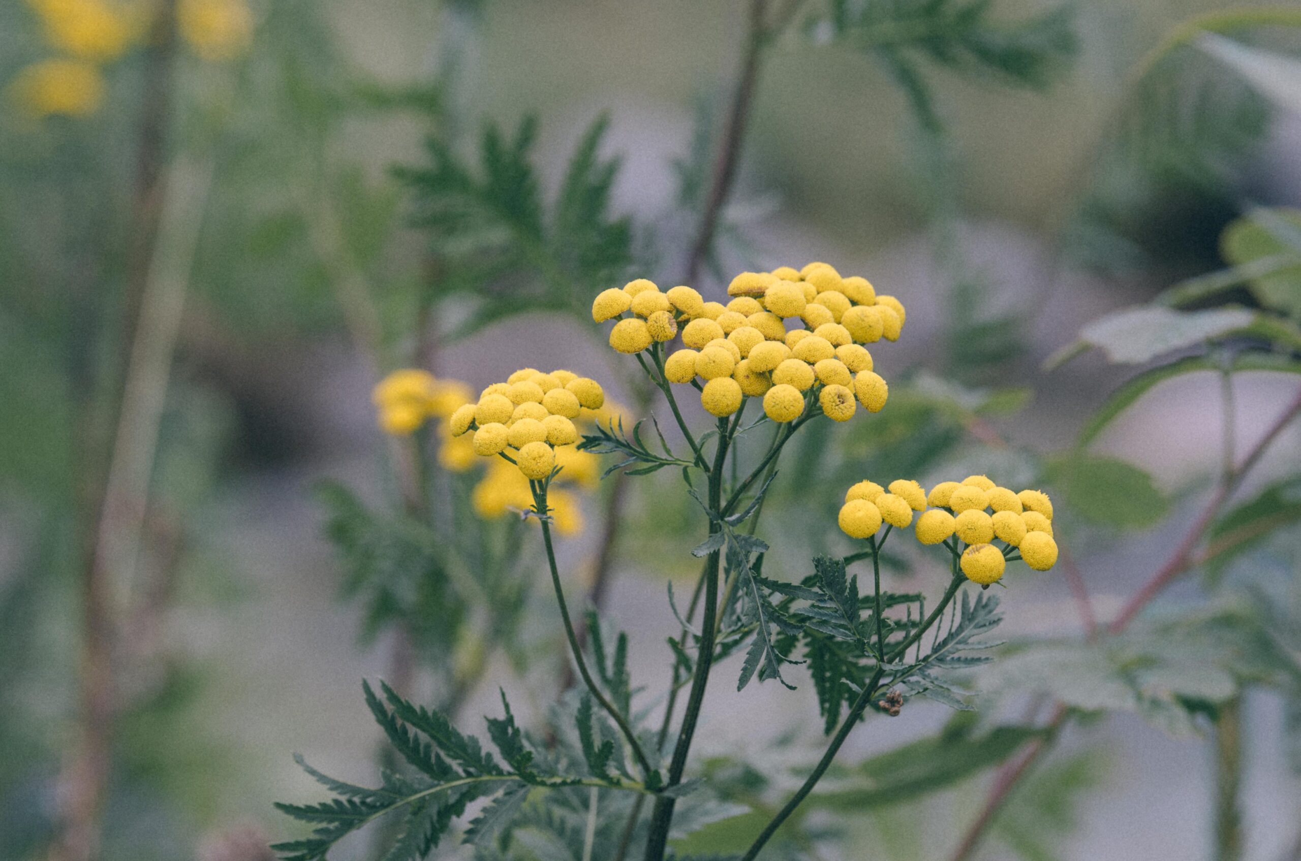 Kwiaty kocanki włoskiej (Helichrysum italicum) – naturalne źródło cennego olejku eterycznego