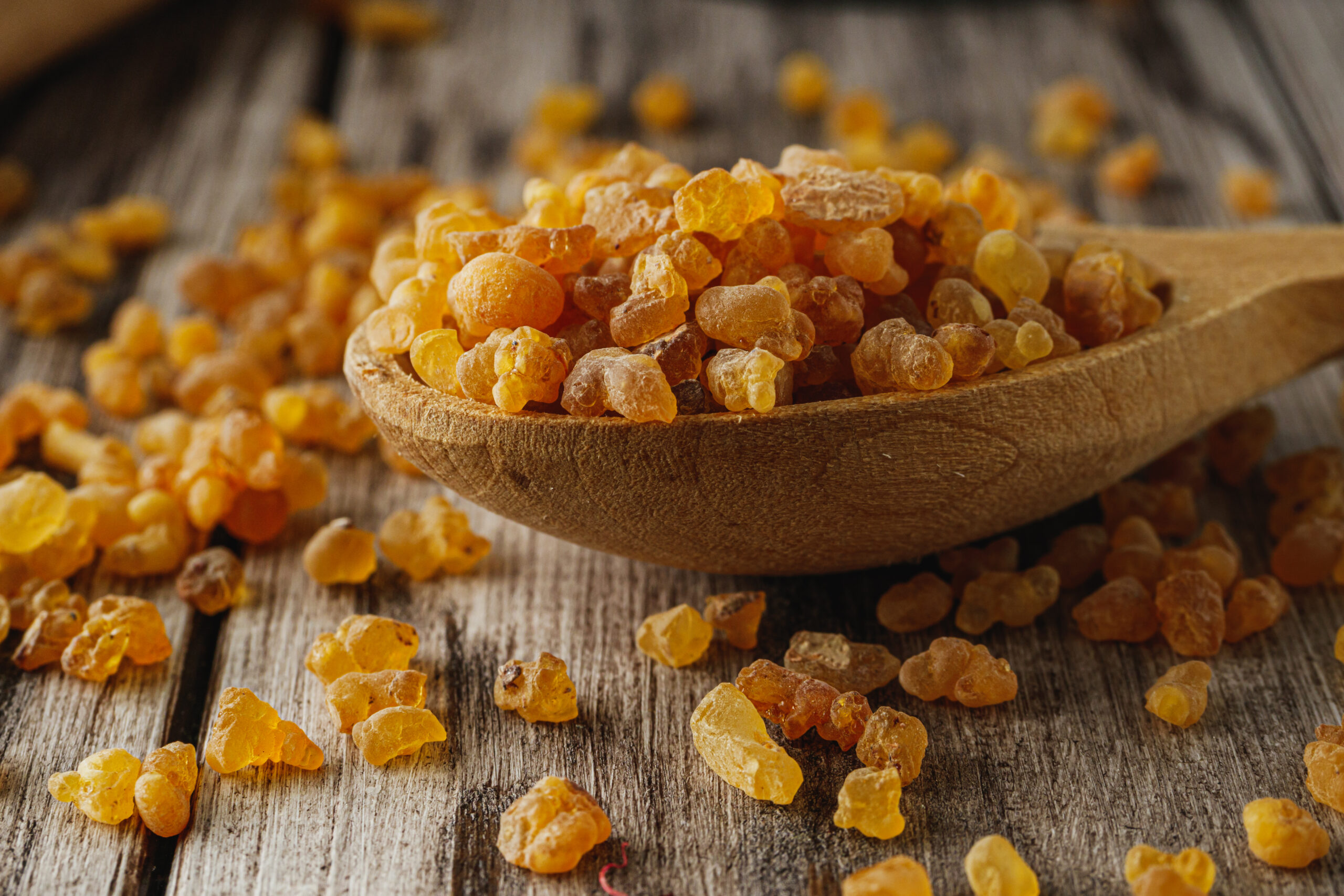 Naturalna żywica kadzidłowca wykorzystywana do pozyskiwania olejku Frankincense