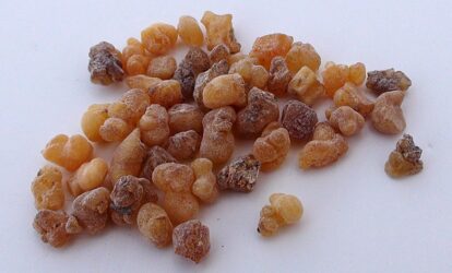 Żywica Boswellia carterii