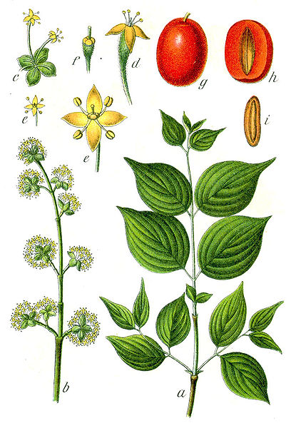 dereń jadalny