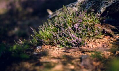 Zbliżenie strzał kwitnienia Calluna vulgaris