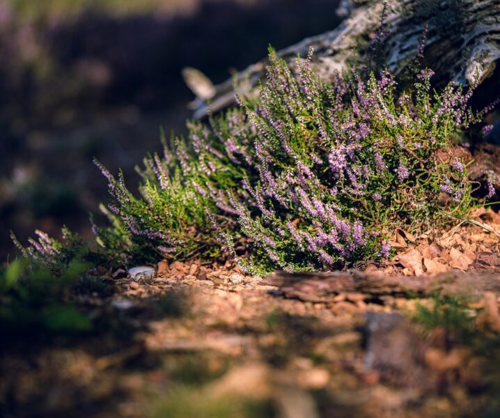 Zbliżenie strzał kwitnienia Calluna vulgaris