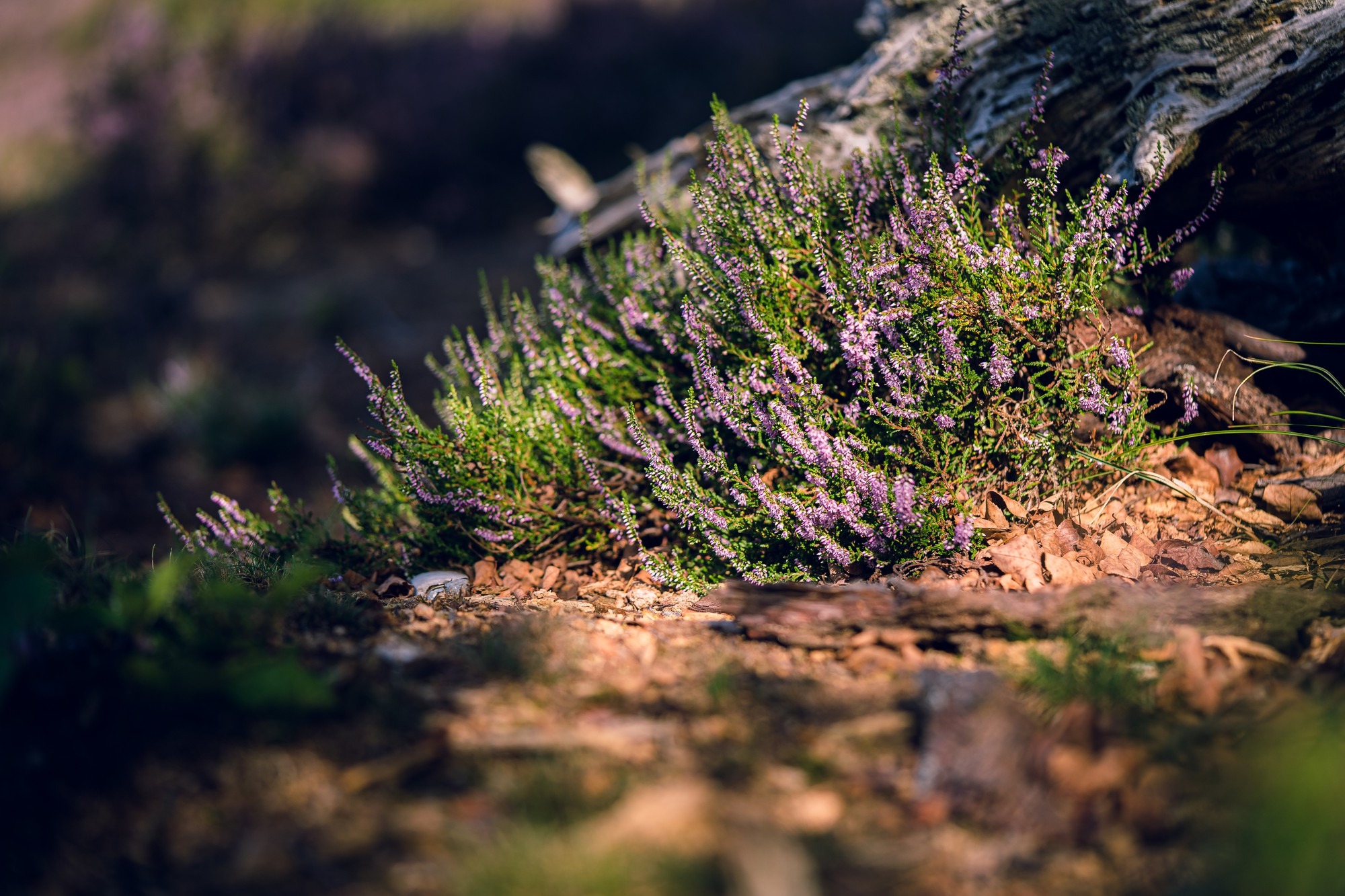 Zbliżenie strzał kwitnienia Calluna vulgaris