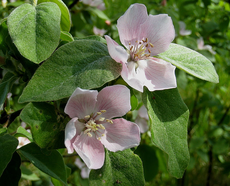 738px-QuinceBloom kwiaty pigwy