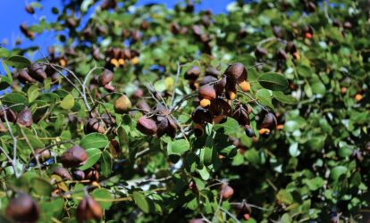 Drzewo Copaiba