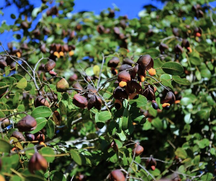 Drzewo Copaiba