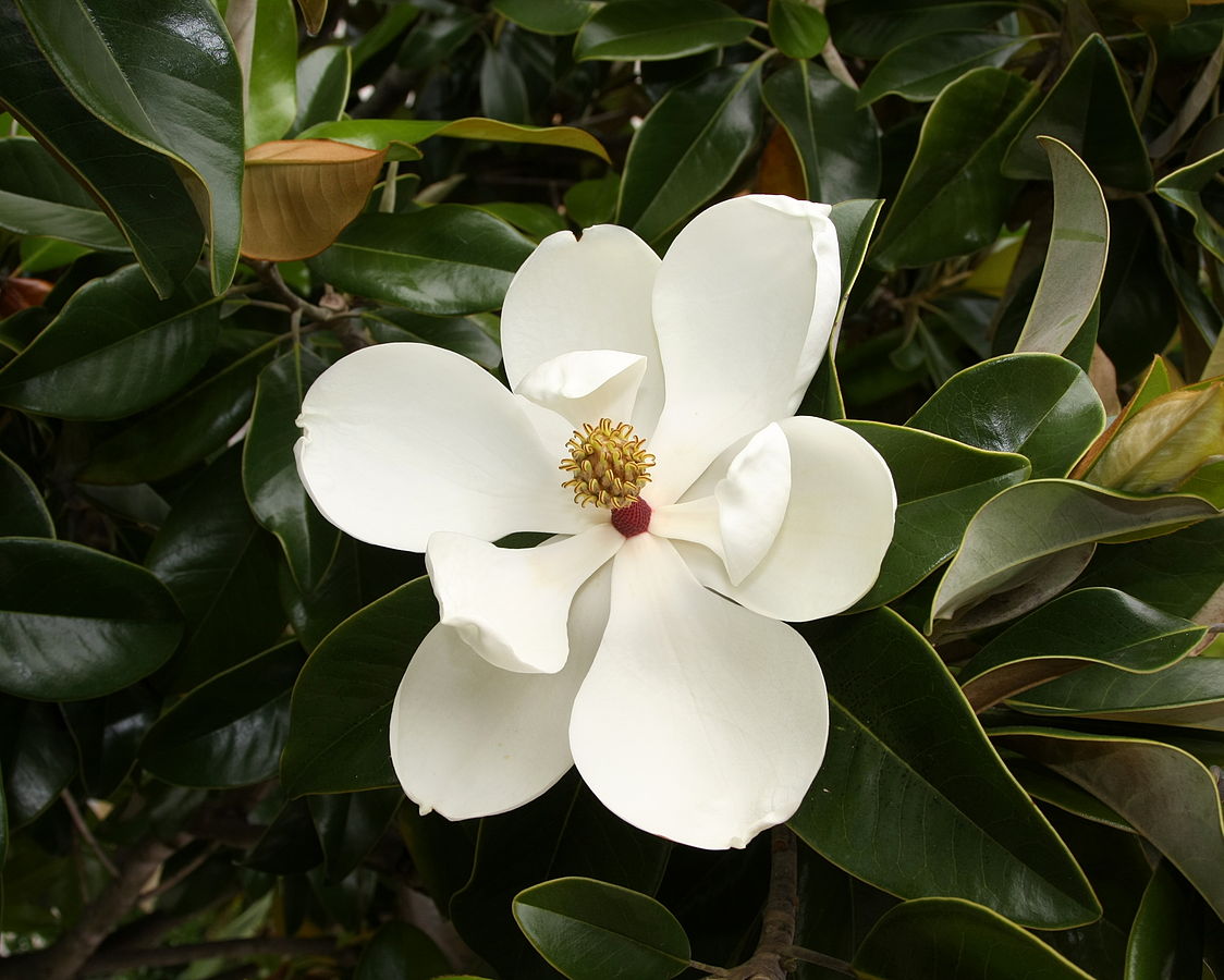 Magnolia grandiflora
