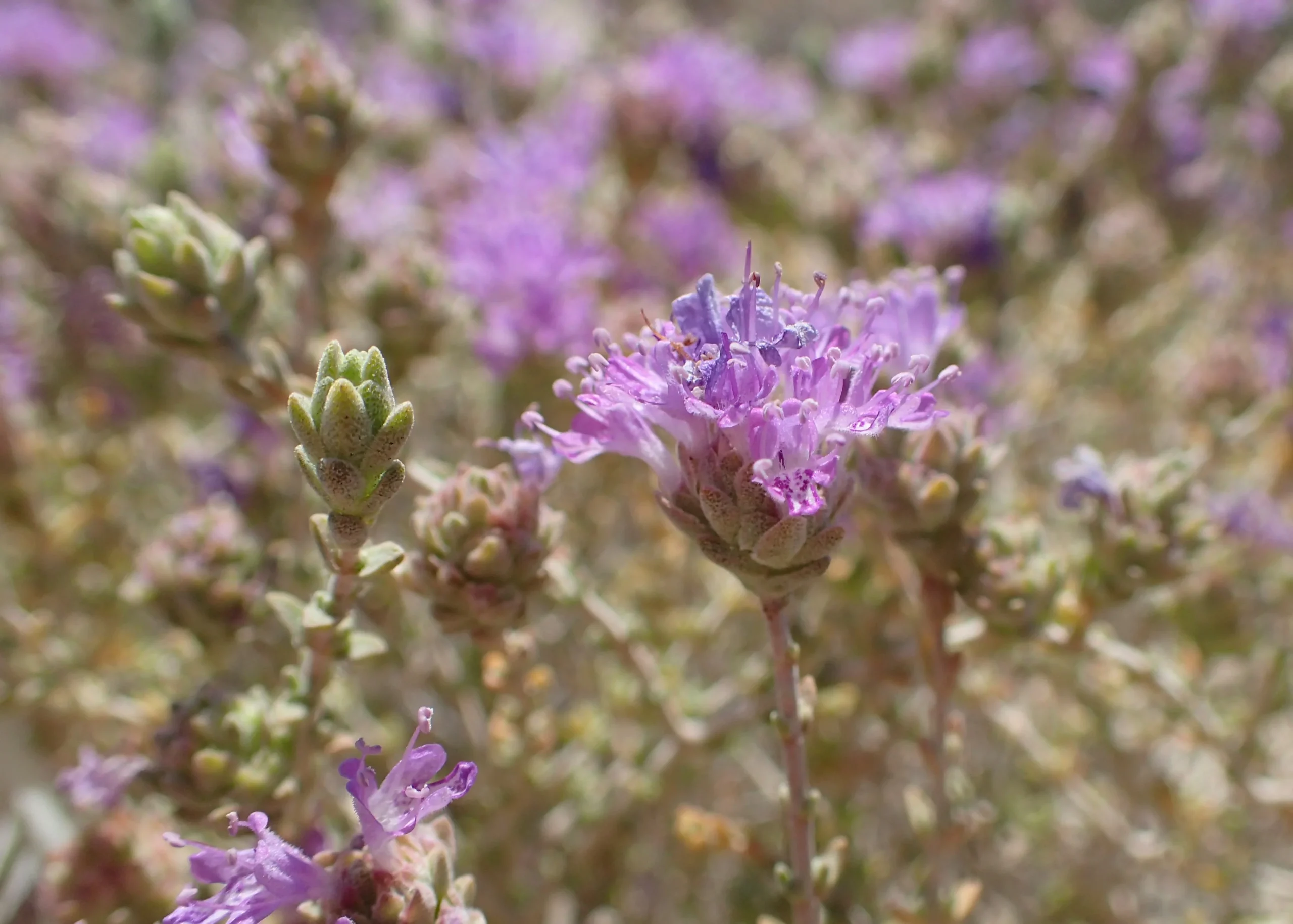 Dziki tymianek Thymbra capitata