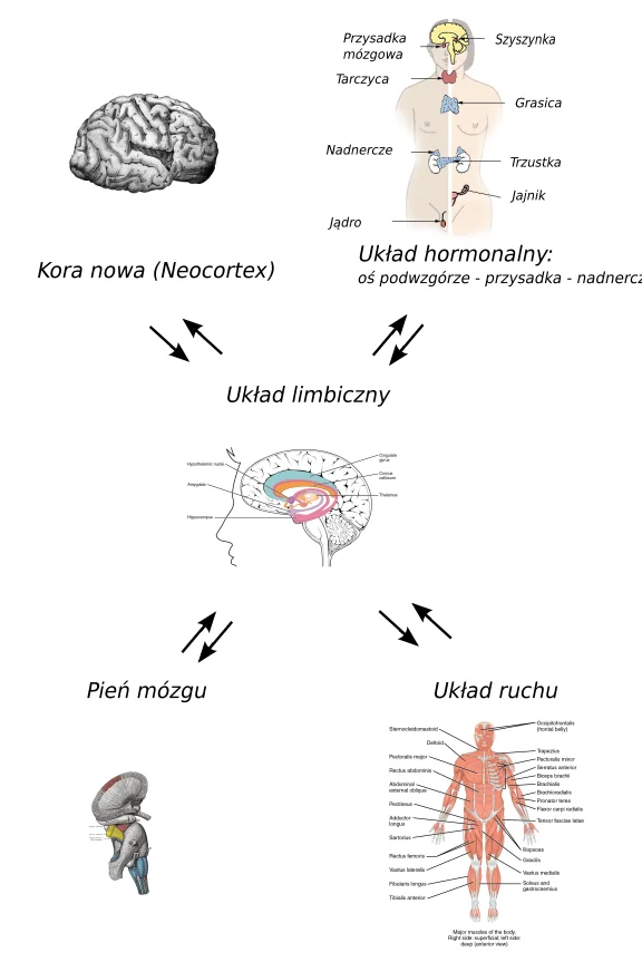 Schemat układu limbicznego w mózgu