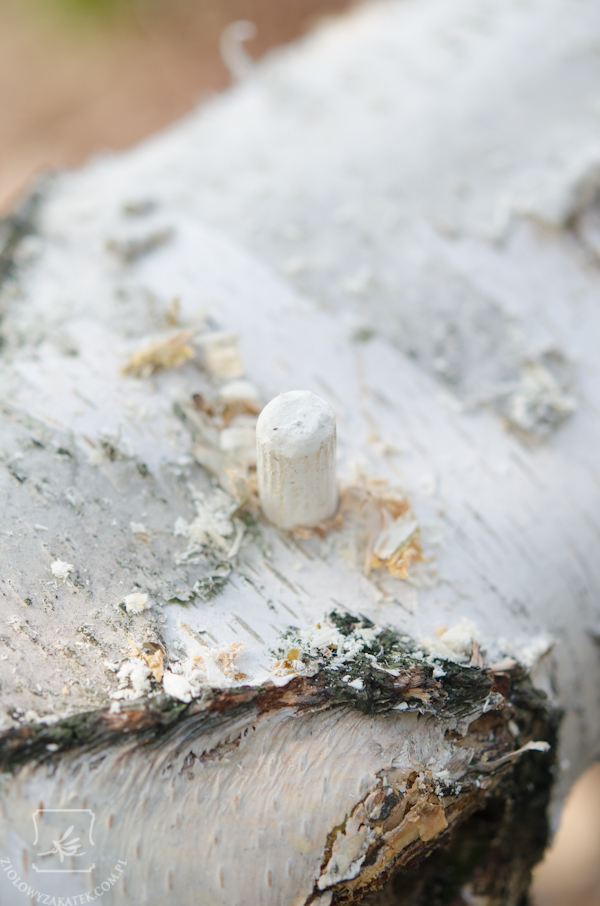 grzyby-shiitake-1812-2