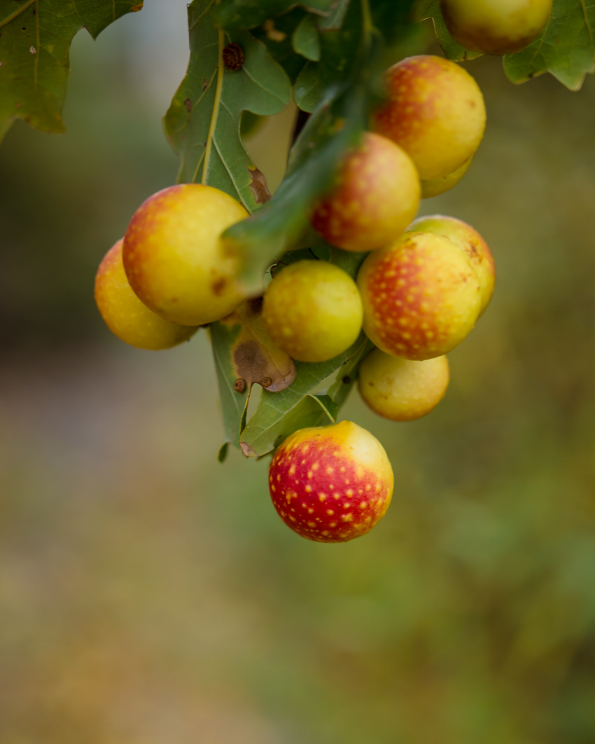jesienny-ogrod-5992