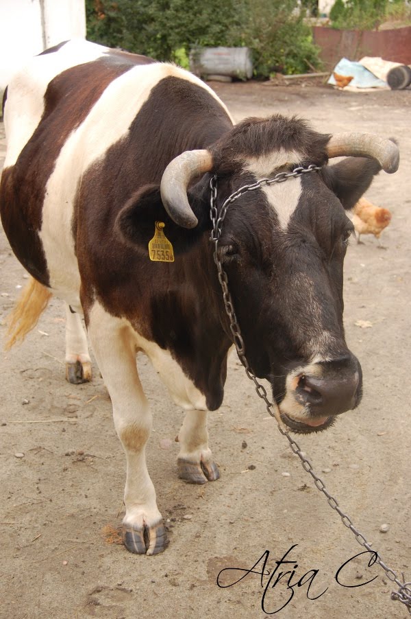 krowka