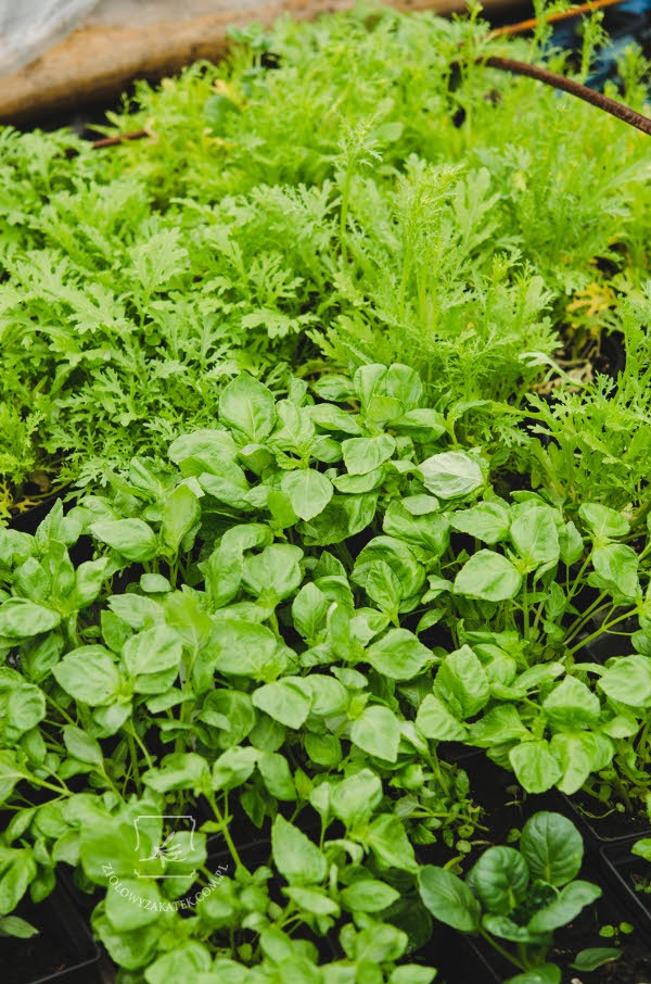 mizuna_ziola_japonskie mizuna i shiso