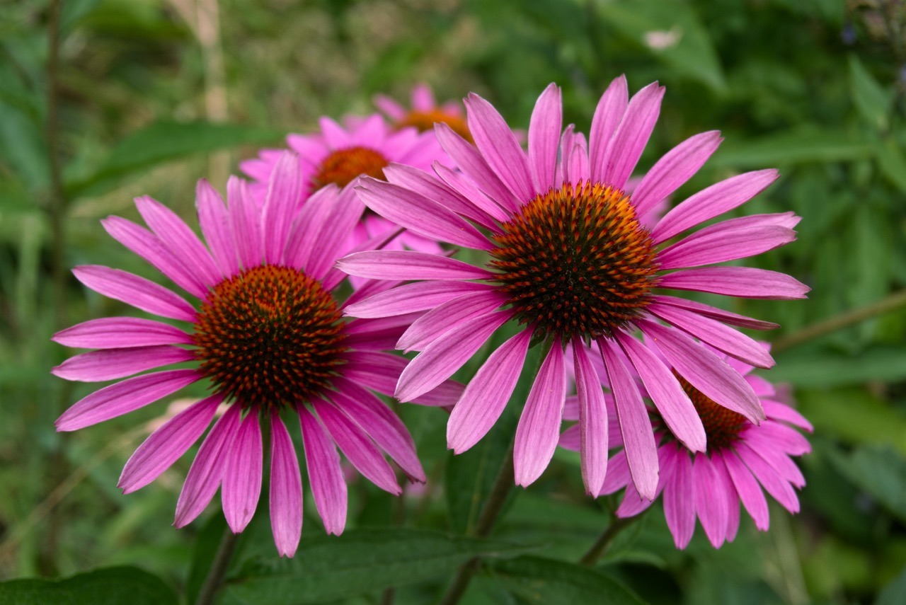 echinacea na odporność Zbliżenie na różowe kwiaty jeżówki purpurowej wśród zieleni
