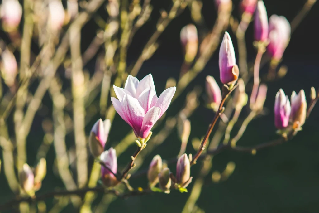 Kwiat magnolii