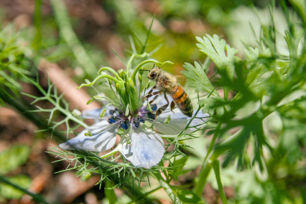 Nigella sativa – źródło dobrej jakości oleju z czarnuszki – klaudynahebda.pl