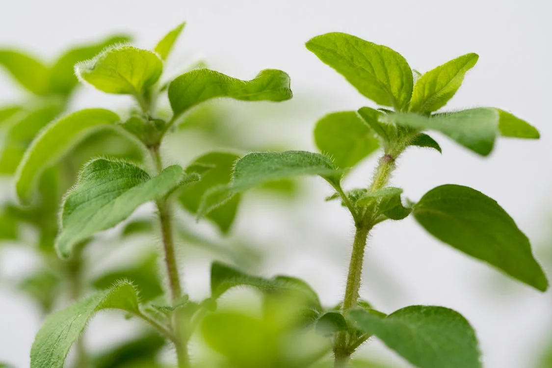 Ziele oregano